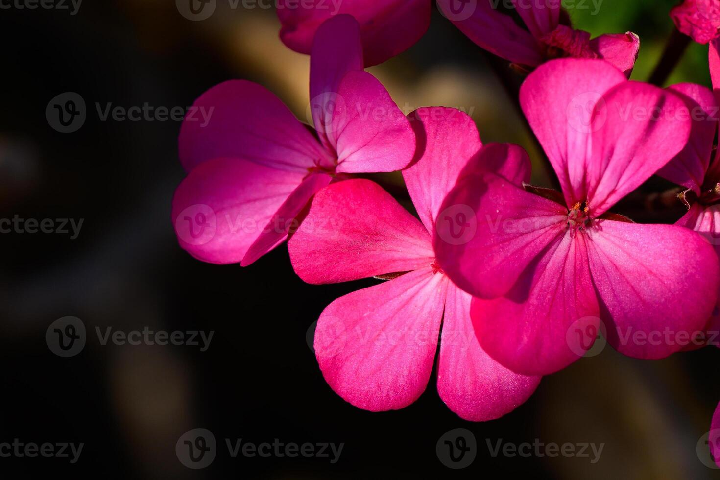 Vibrant pink blossoms catching sunlight in a peaceful garden during springtime photo