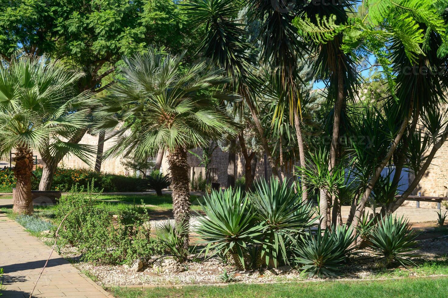 Lush tropical garden filled with diverse palm trees and vibrant greenery under a clear blue sky photo