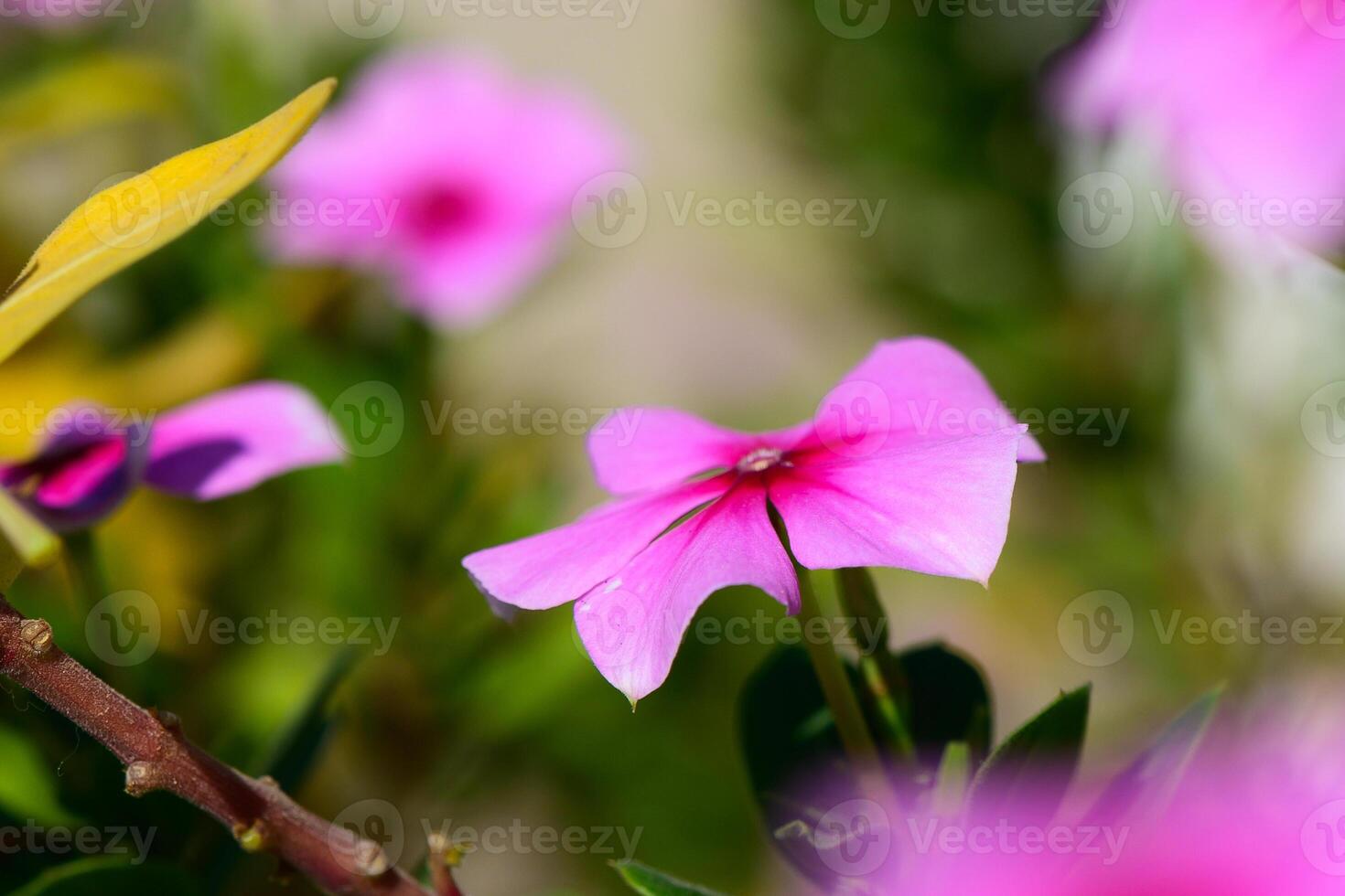 Vibrant pink flowers blooming in a lush garden during a sunny afternoon photo
