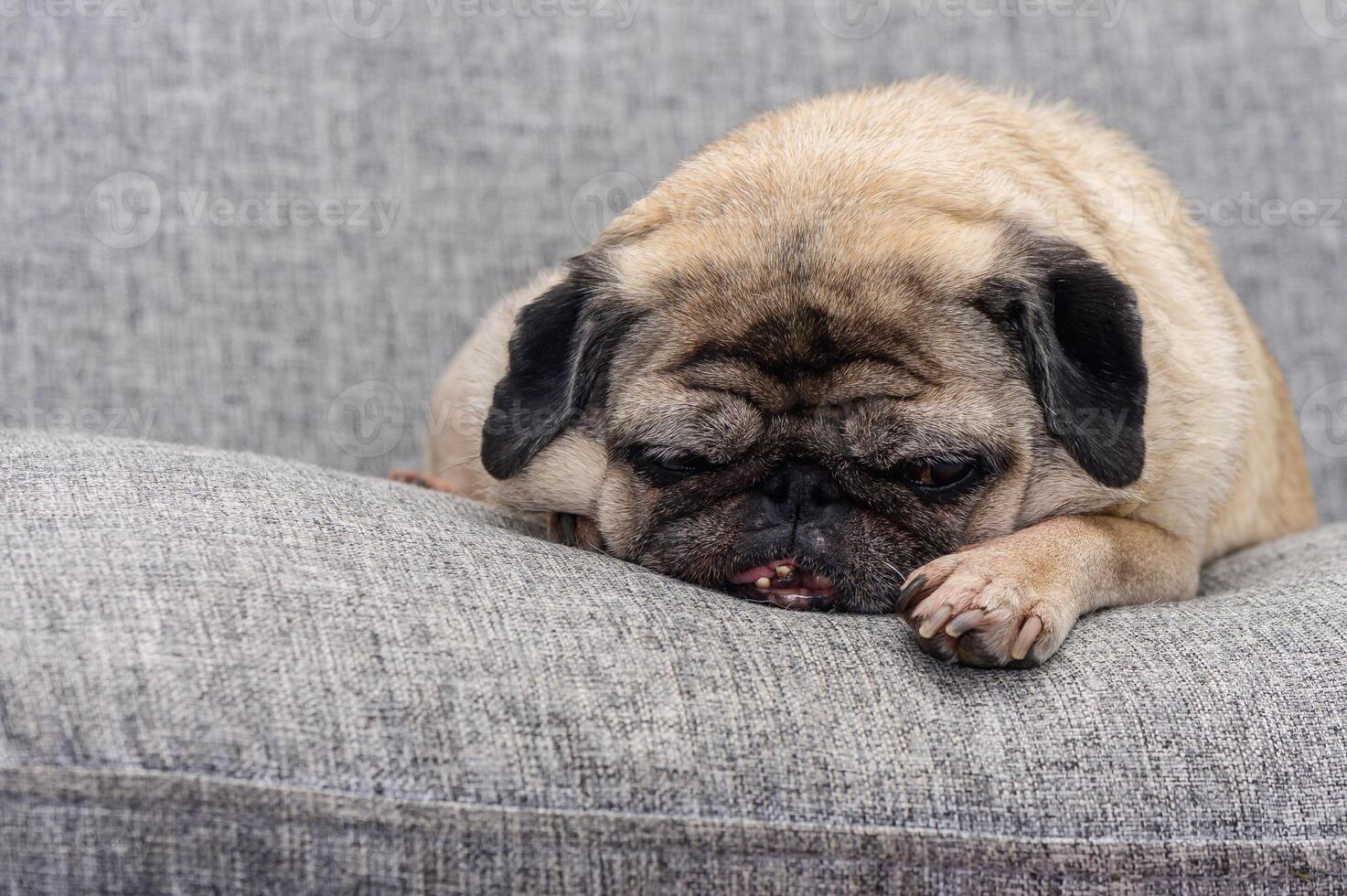 A sleepy pug resting on a cozy gray couch in a warm living room during a quiet afternoon photo