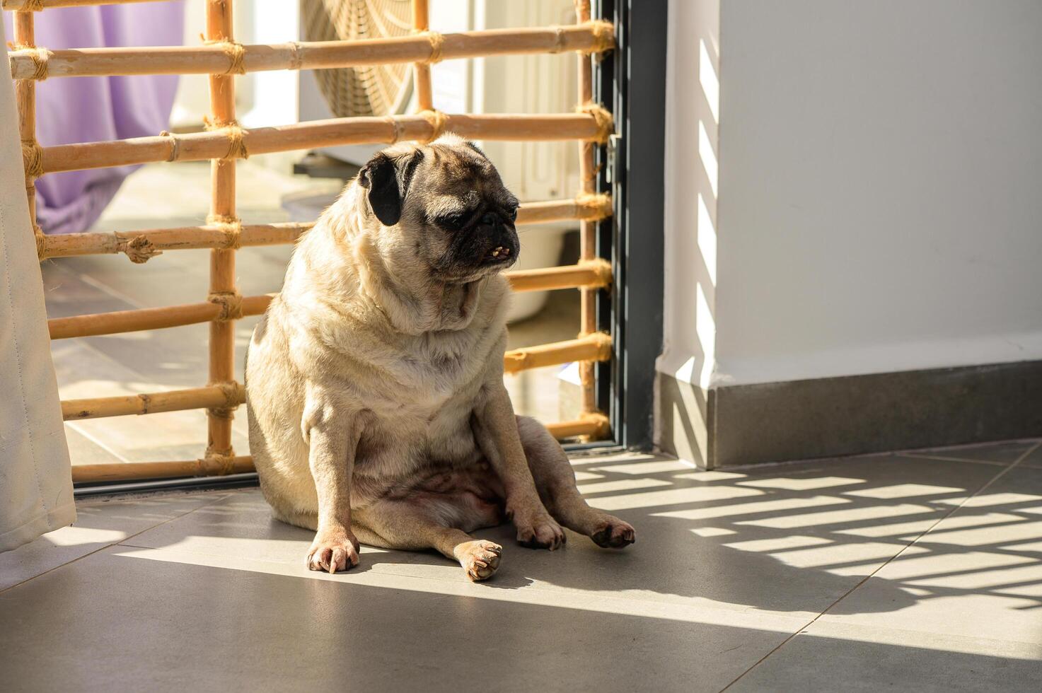 A Relaxed Pug Enjoying the Warm Afternoon Sunlight by a Wooden Gate in a Cozy Indoor Setting photo