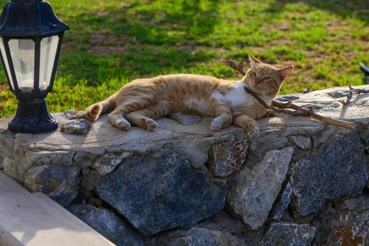 A Relaxed Orange Tabby Cat Lounging on a Stone Wall Under the Warm Sunlight in a Tranquil Garden Setting photo