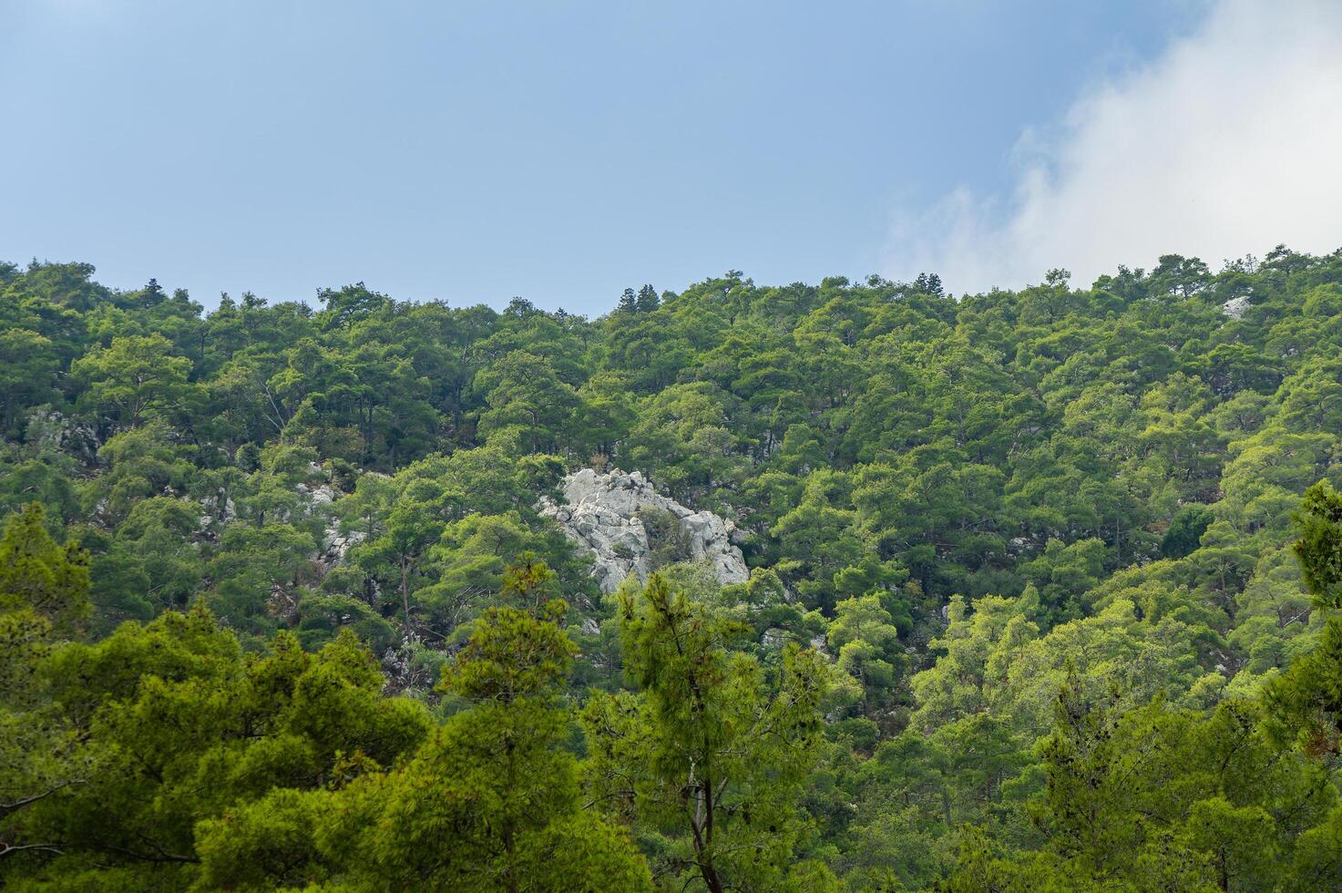 Lush green forest landscape with rocky outcrops under a cloudy sky in a tranquil natural setting photo