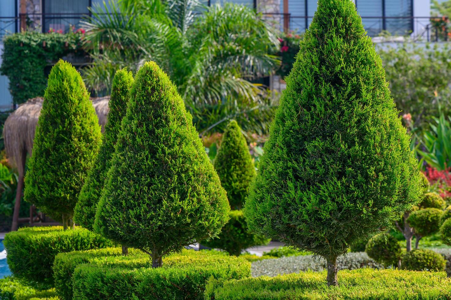 Pristine green topiary trees arranged artistically in a landscaped garden setting on a sunny day photo