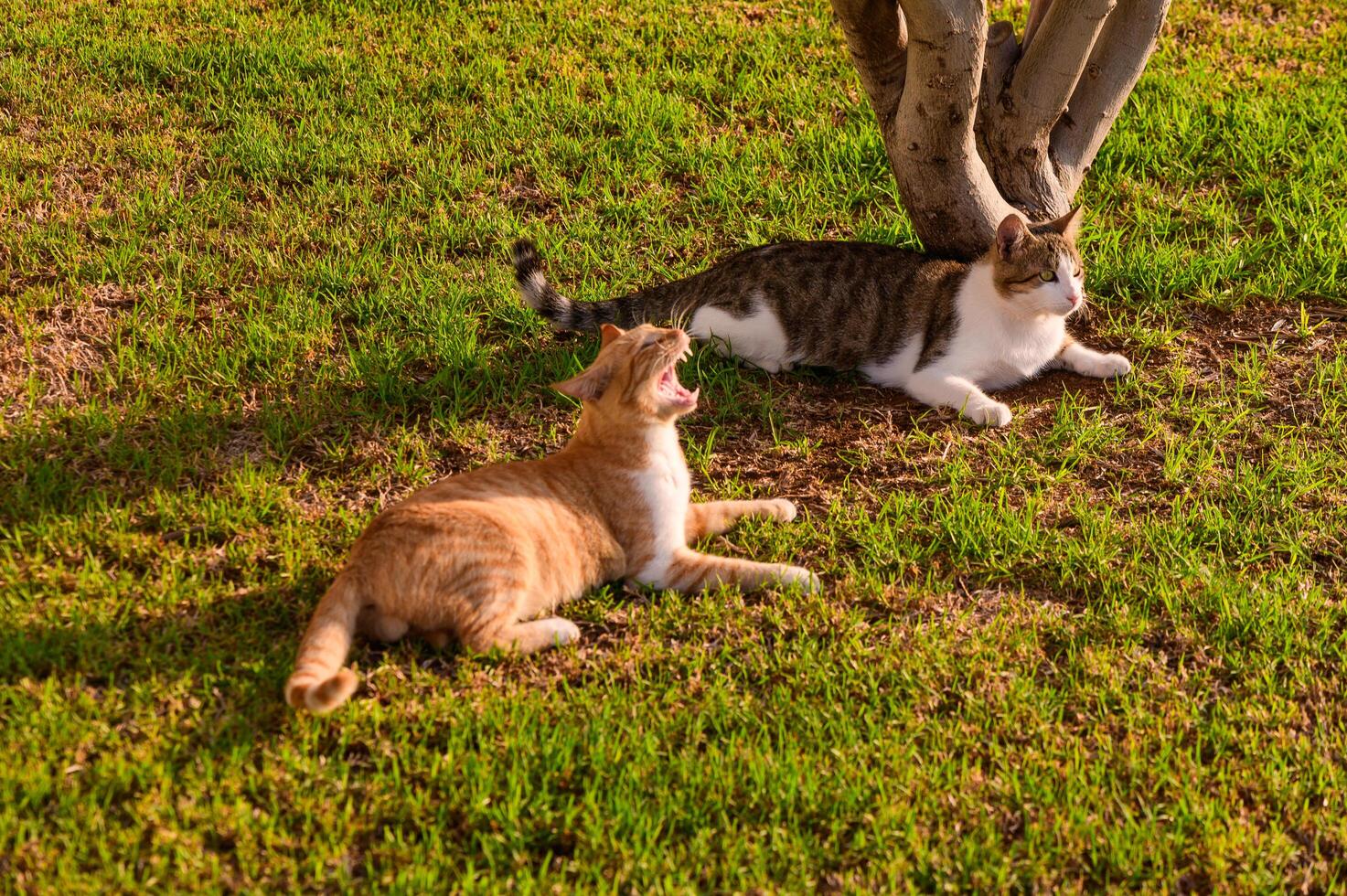 Two Playful Cats Basking Under a Tree on a Sunny Afternoon in a Tranquil Garden Setting photo