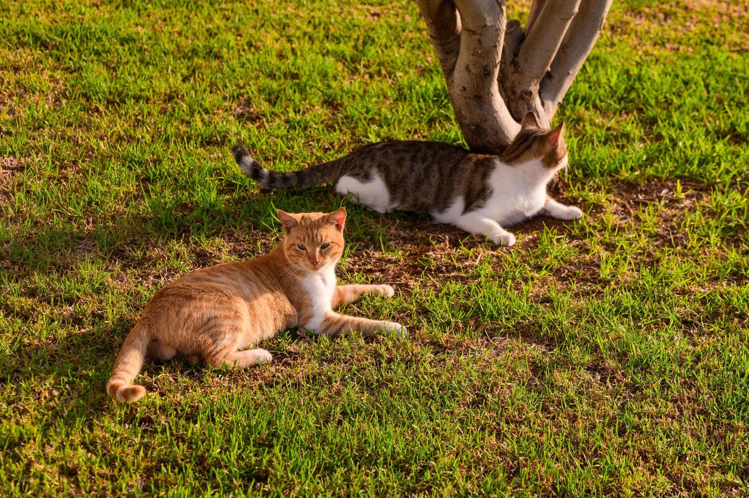 Two Playful Cats Relax Under a Tree on a Sunny Afternoon, Enjoying the Warmth of the Grass in a Peaceful Garden Setting photo