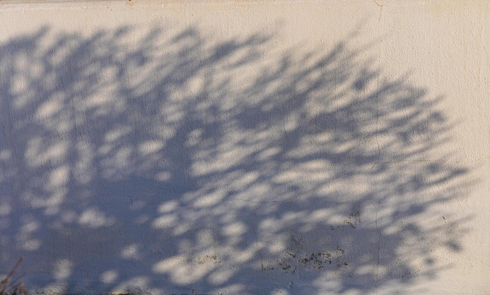The Intricate Dance of Shadows Cast by Branches Against a Textured Wall in Soft Afternoon Light photo