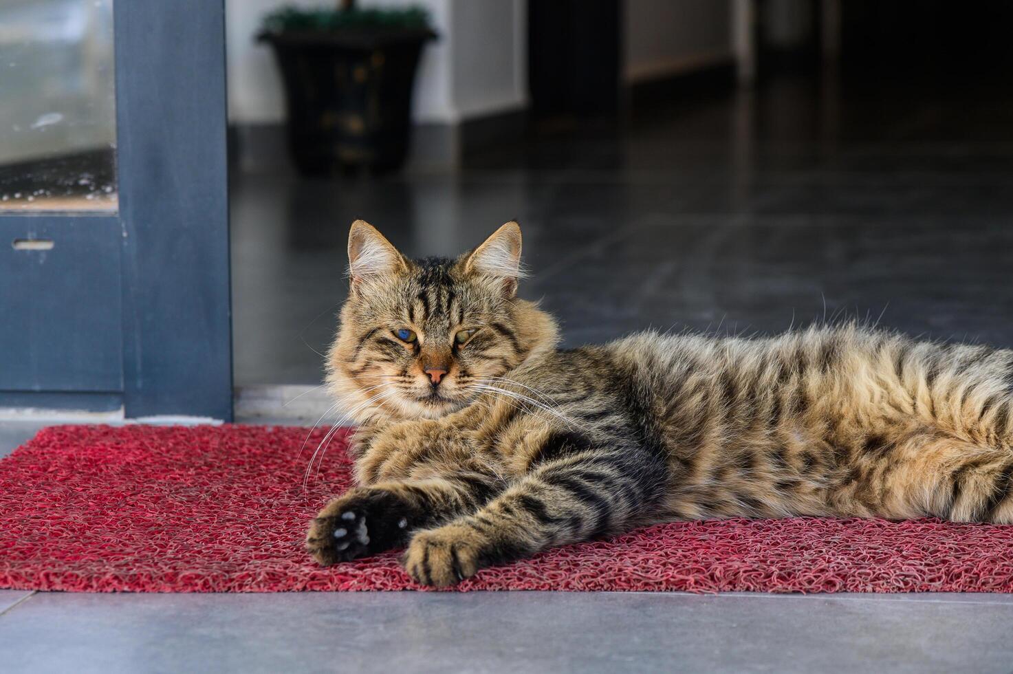 A Tabby Cat Relaxing on a Red Mat in a Cozy Entrance During a Sunny Afternoon With Serene Surroundings photo