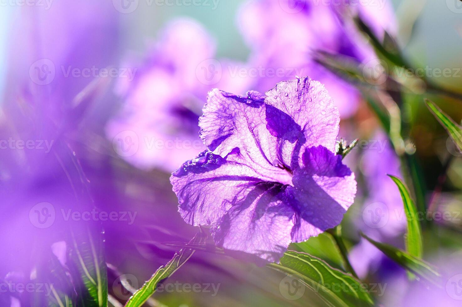 Radiant purple flowers bloom in the sunlit garden, capturing the essence of nature in springtime photo