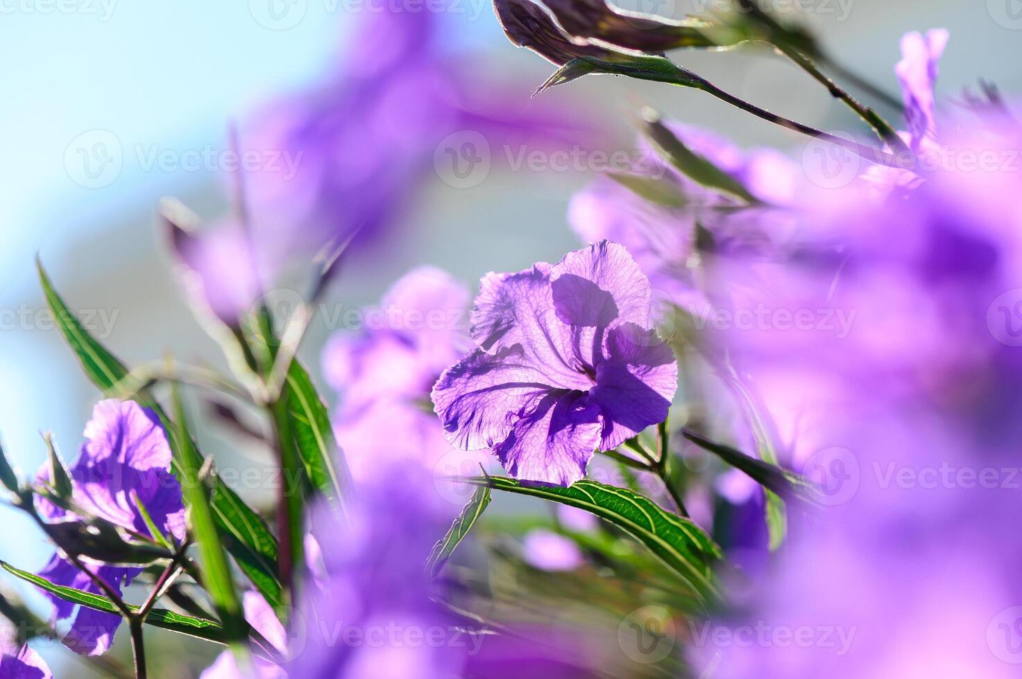 Vibrant purple flowers blooming in sunlight against a clear blue sky in a lush garden setting photo