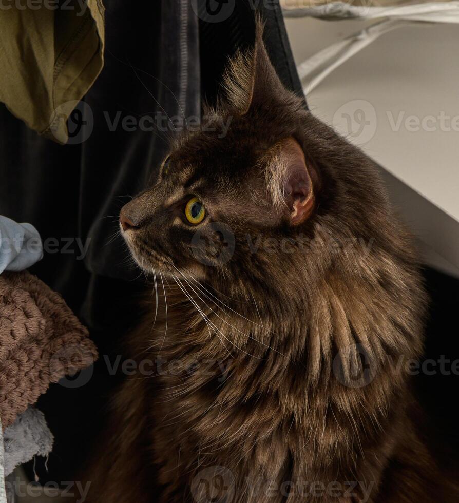 Majestic feline in cozy indoor setting, basking in gentle light at home on a lazy afternoon photo