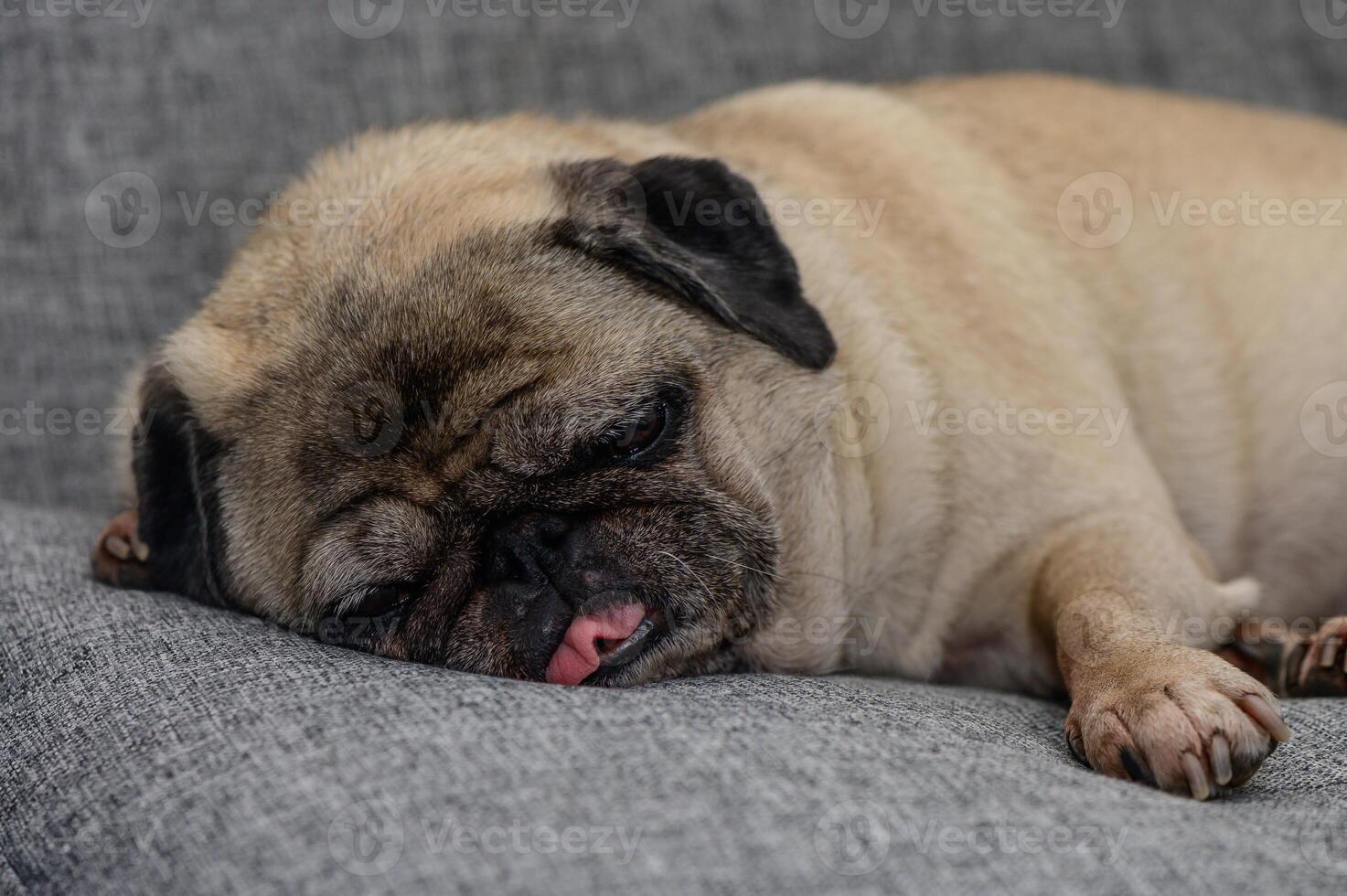 A sleepy pug rests on a cozy gray sofa, enjoying a peaceful afternoon nap and dreaming of adventures photo