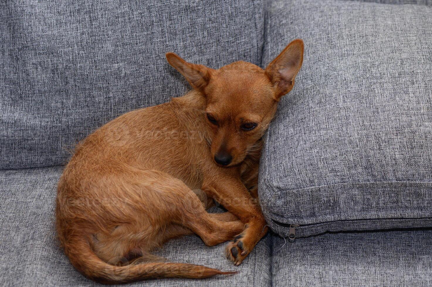 A cozy small dog resting peacefully on a soft gray couch in a warm living room setting photo