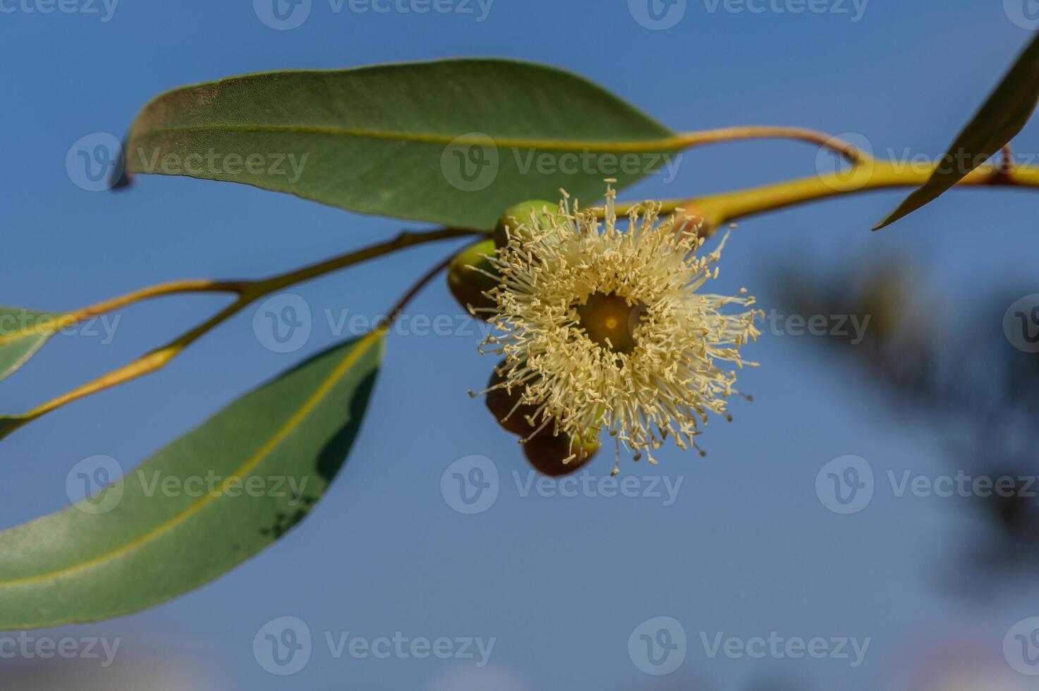 Eucalyptus flower blooming against a bright blue sky in a serene outdoor setting during the afternoon photo