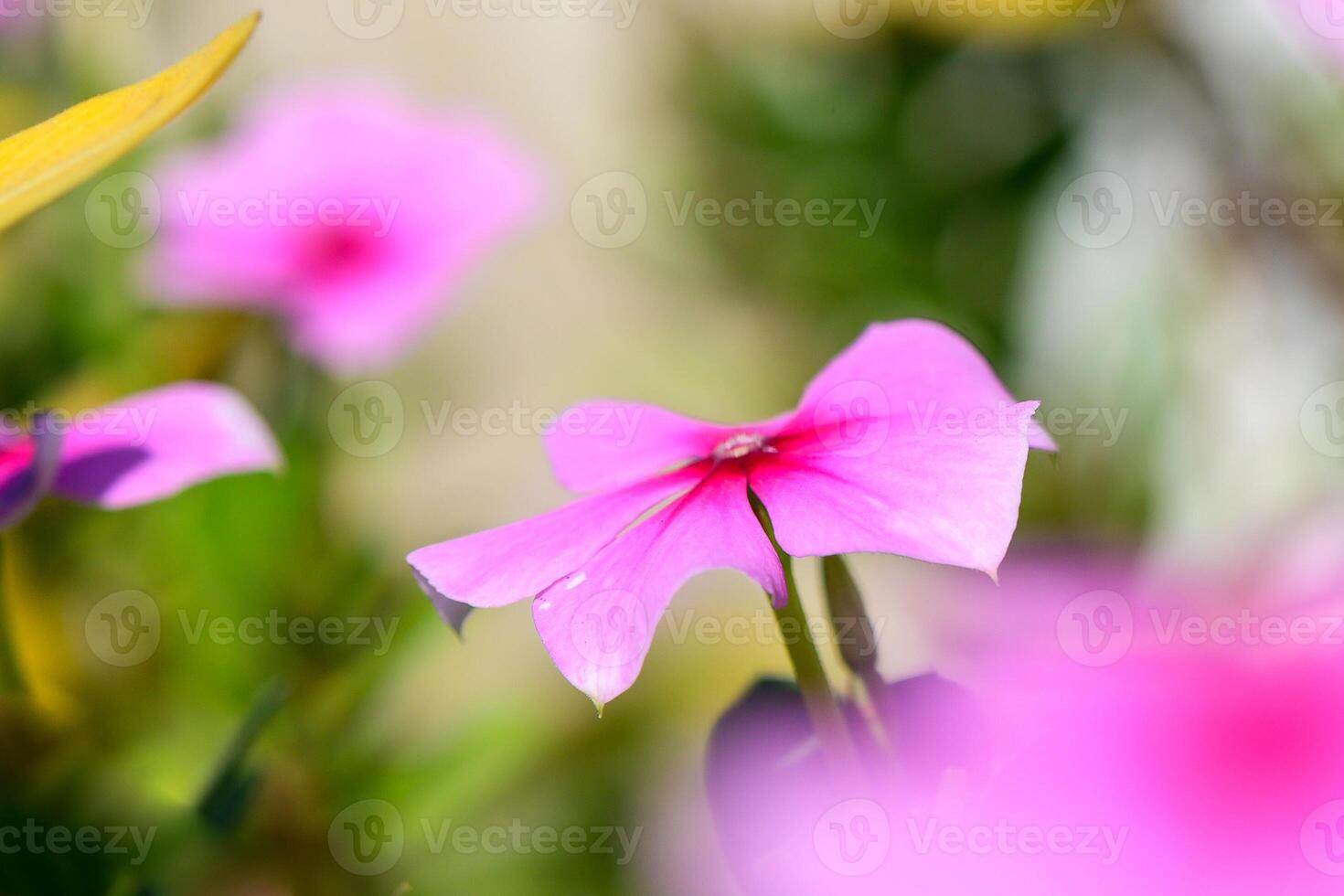 Delicate pink flowers bloom gracefully under soft sunlight in a vibrant garden during springtime photo