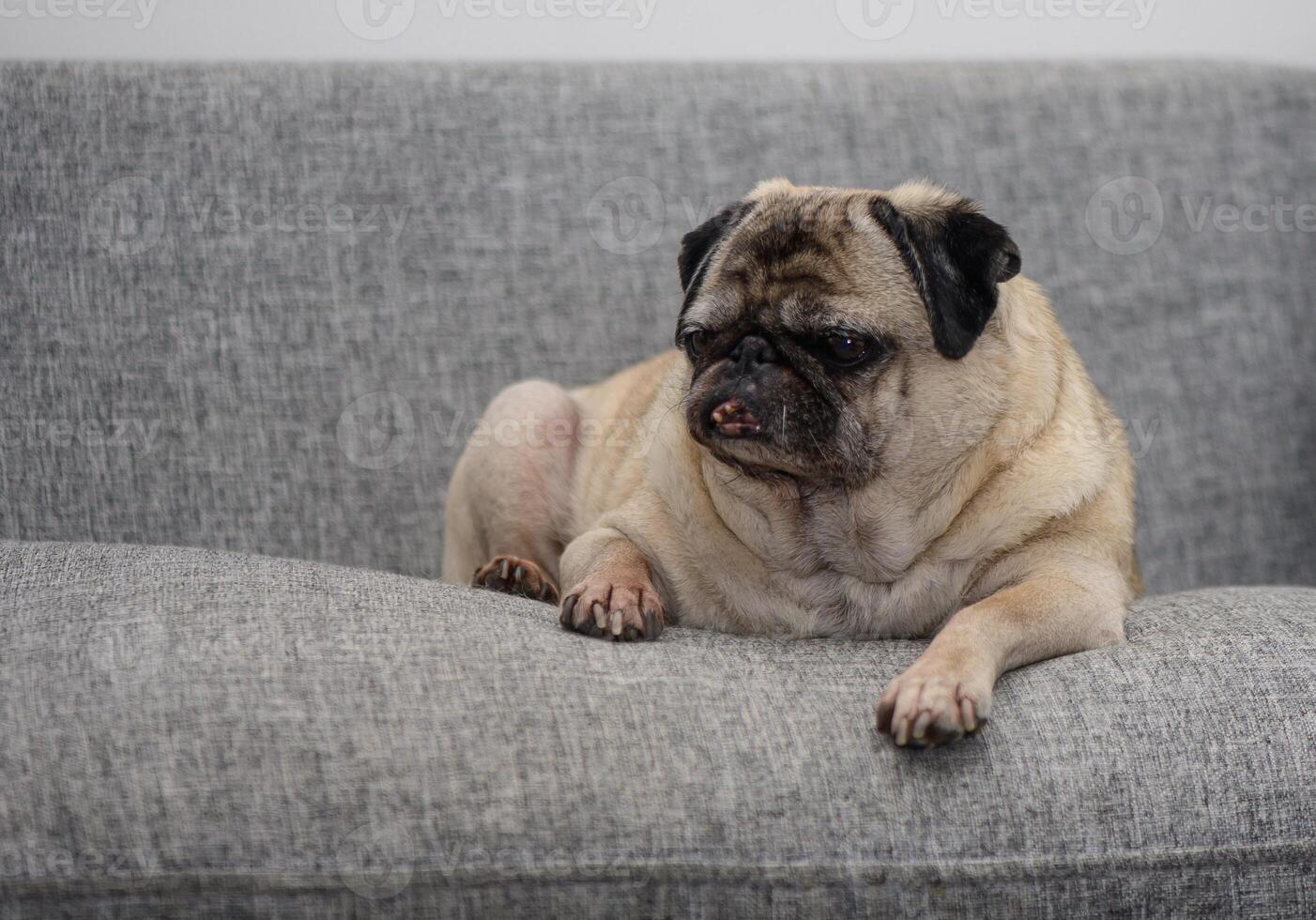 A relaxed pug lounges comfortably on a soft gray sofa in a cozy living room setting photo
