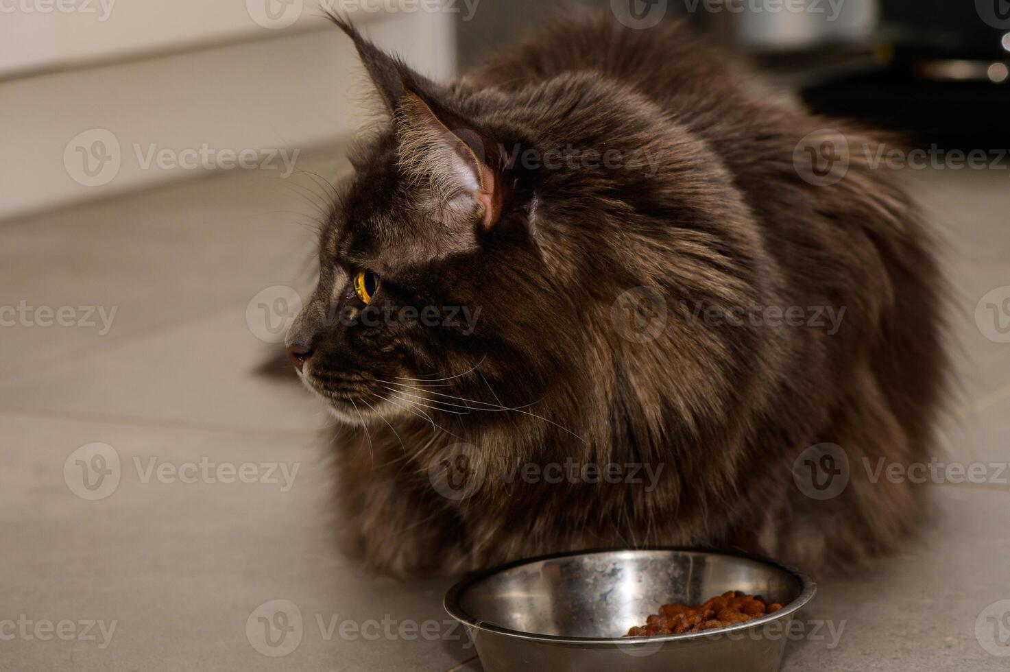 Fluffy Maine cat curiously observing its food bowl in a cozy kitchen setting during late afternoon light photo
