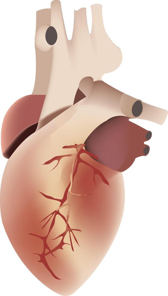 Realistic human heart pumping blood, medical illustration vector