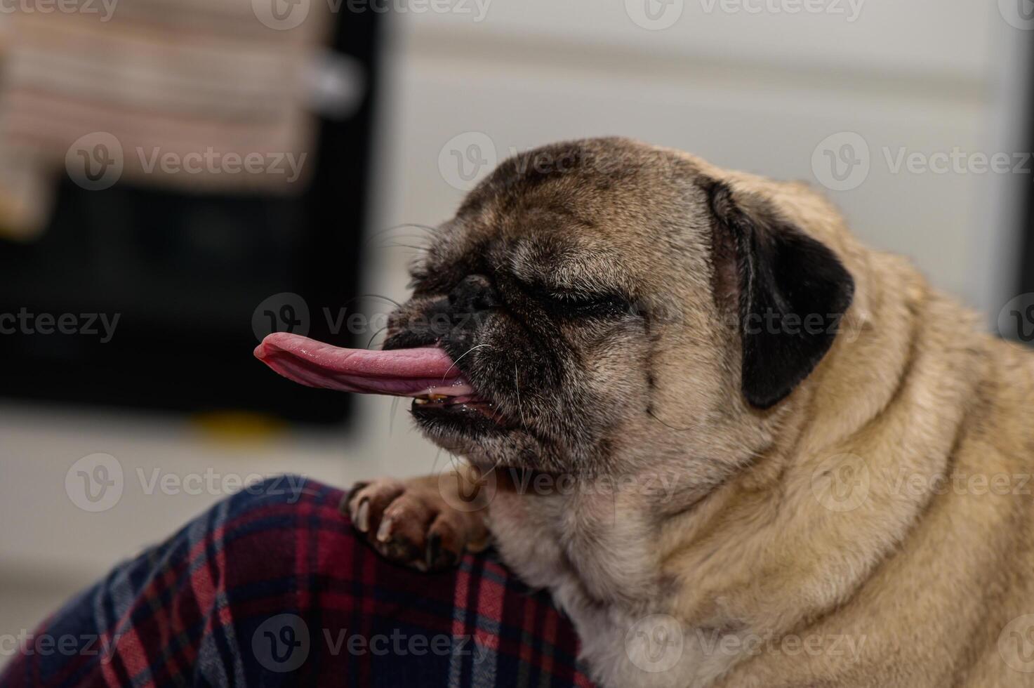 A playful pug licking its lips while resting on its owner's lap in a cozy indoor setting during the afternoon photo