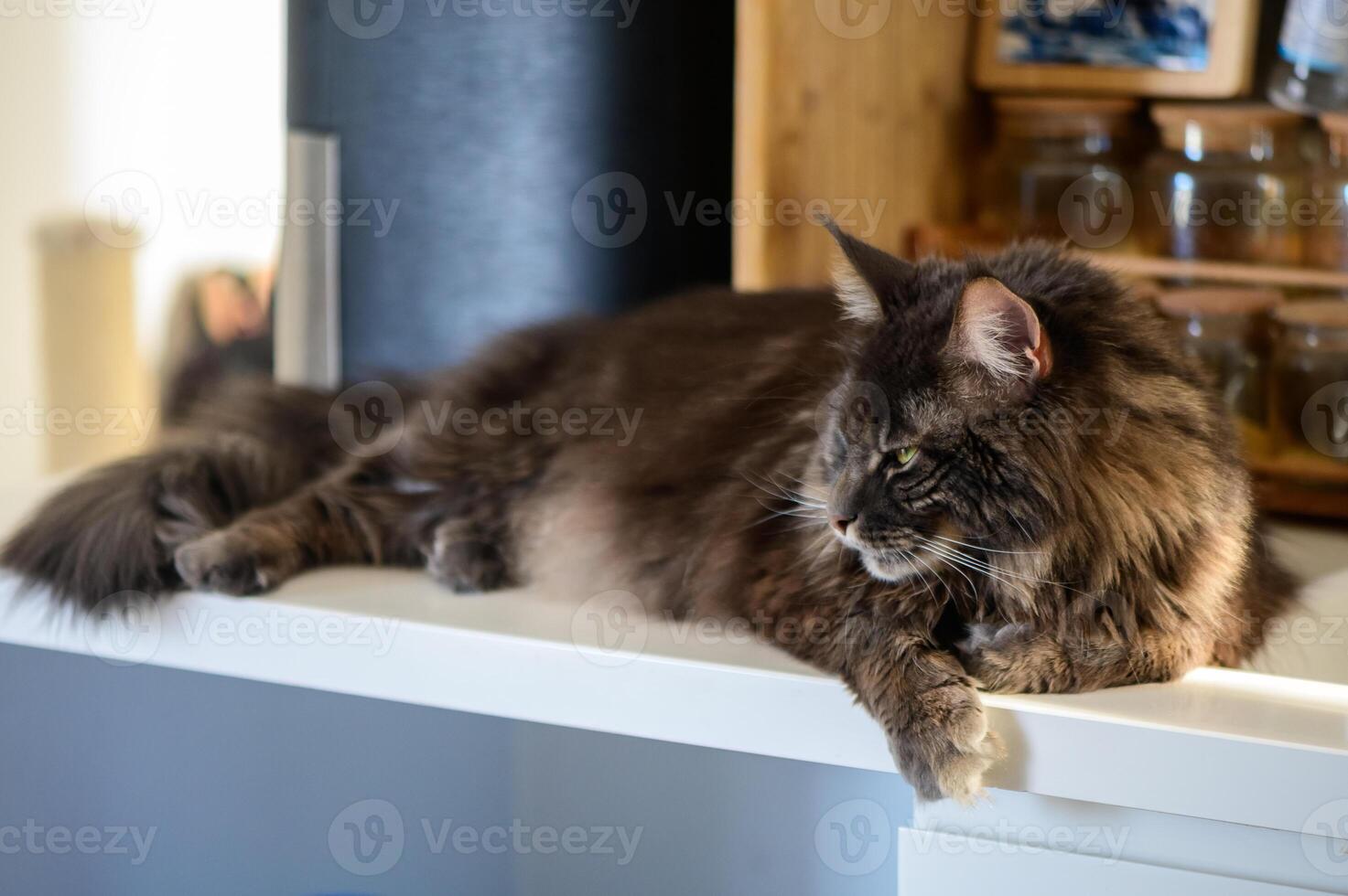 A serene cat lounges gracefully on a white shelf in a cozy kitchen setting filled with wooden textures and soft lighting photo