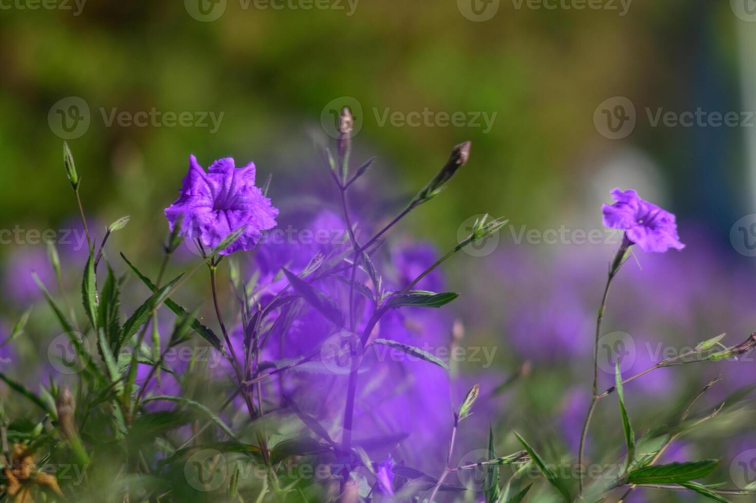 Vibrant purple flowers bloom gracefully under the warm sunlight in a lush garden during the peak of springtime photo