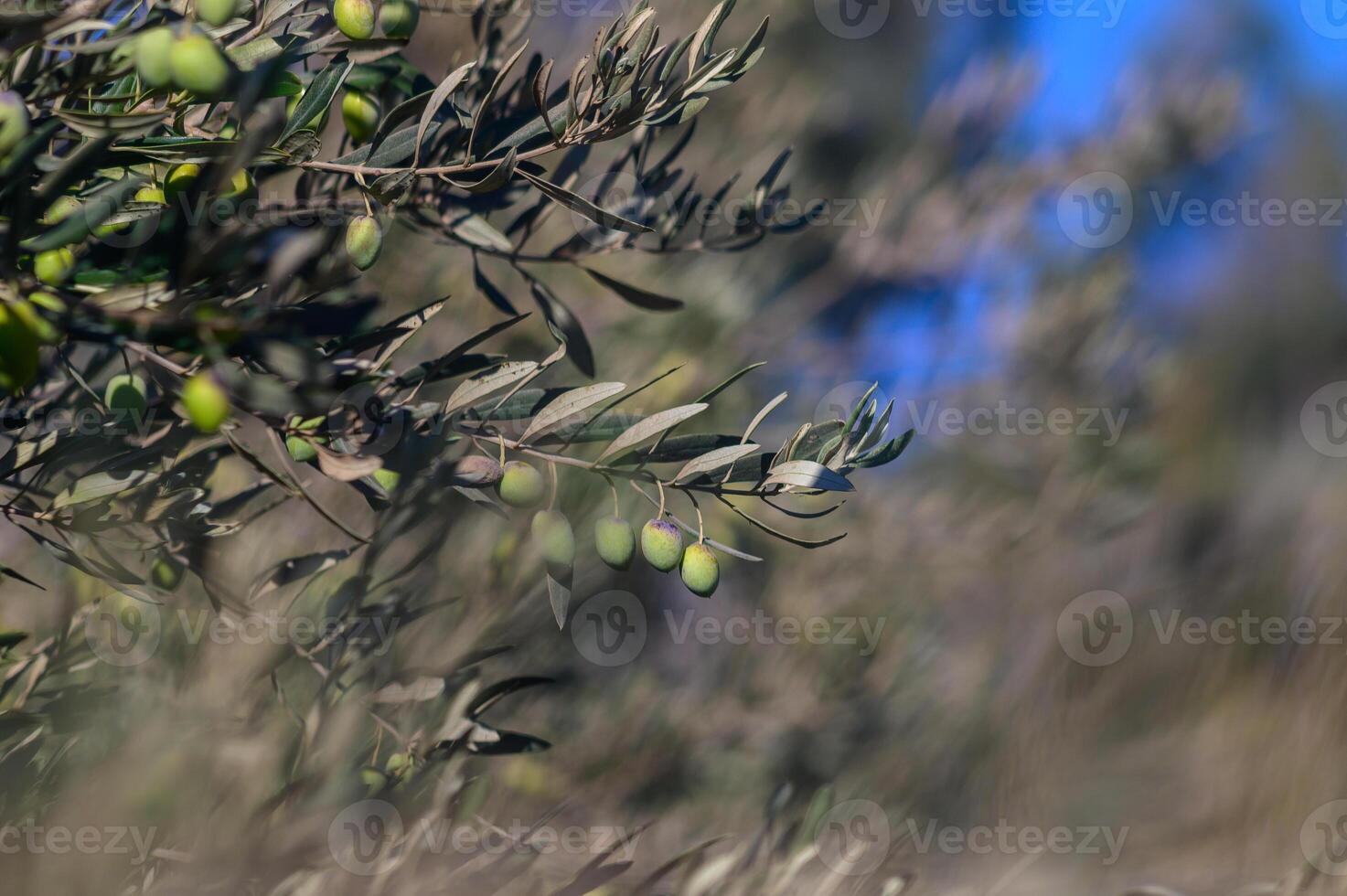 Lush olive branches sway gently in the afternoon sun, highlighting the ripening fruits of late summer in a picturesque grove photo