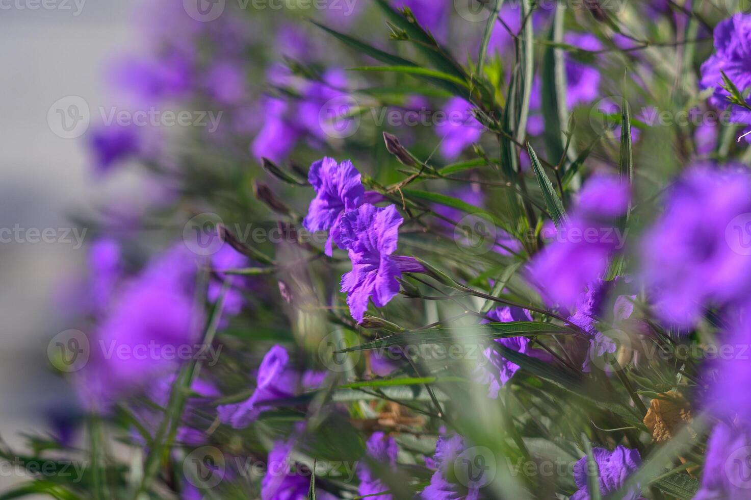 Vibrant purple blooms cascading in a sunlit garden, creating a lush tapestry of color and life during the warm afternoon photo