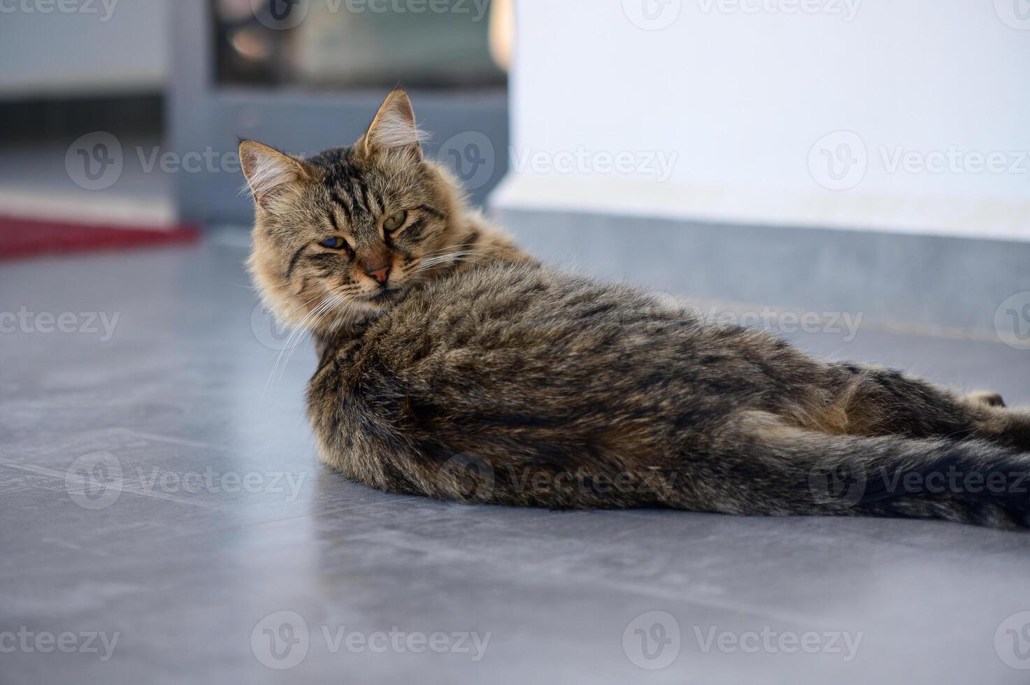 A playful tabby cat relaxes on a cool tiled floor in a cozy indoor space during a sunny afternoon photo