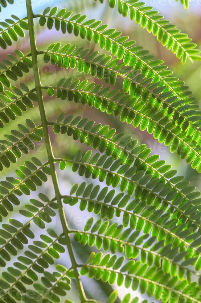 Lush green fern fronds basking in the sunlight, showcasing intricate patterns in a vibrant forest setting during springtime photo