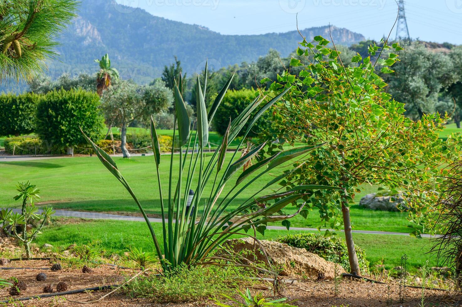 A tranquil garden in the countryside featuring tall plants and a lush green landscape under a clear sky photo