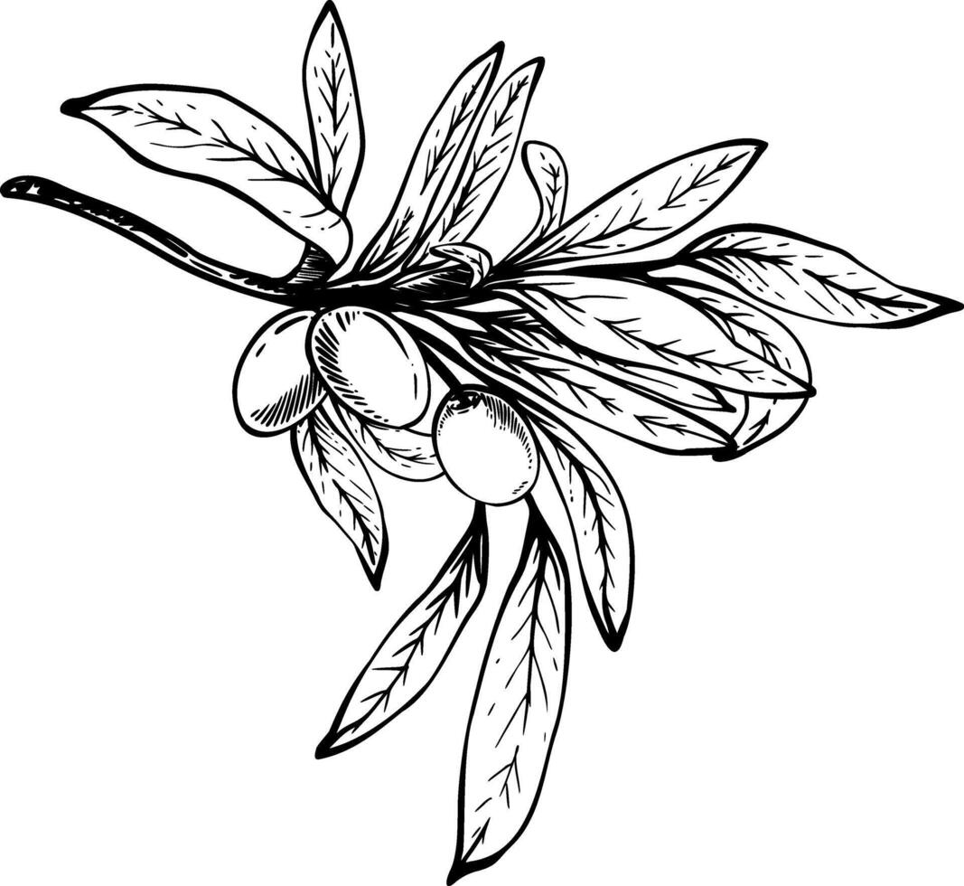Olive tree branch with berry fruit and leaves. Black ink line art hand drawn illustration. Botanical clipart for greeting card, food, cosmetic product label. Isolated line art from background vector