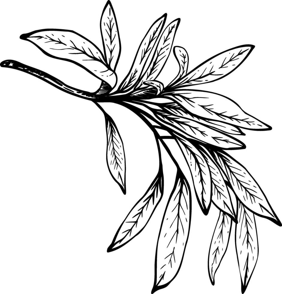 Olive tree branch, no fruit with leaves. Black ink line drawing style. Hand drawn illustration. Botanical clipart for greeting card, food, cosmetic product label, logo. Isolated from background vector