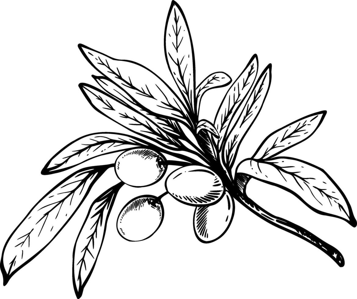 Olive tree branch with leaves and berries fruit Black ink line art hand drawn illustration. Botanical clipart for food menu design, greeting card, product label Isolated artwork from background vector