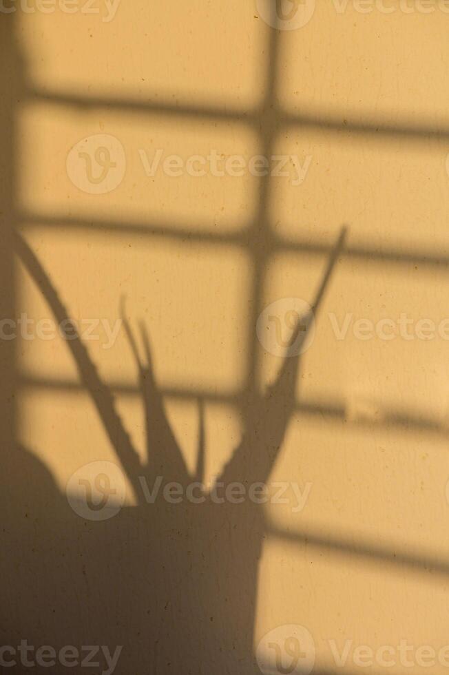 Shadows Dancing Across a Warm Yellow Wall, Giving Life to the Silhouette of a Potted Plant in Soft Afternoon Light photo