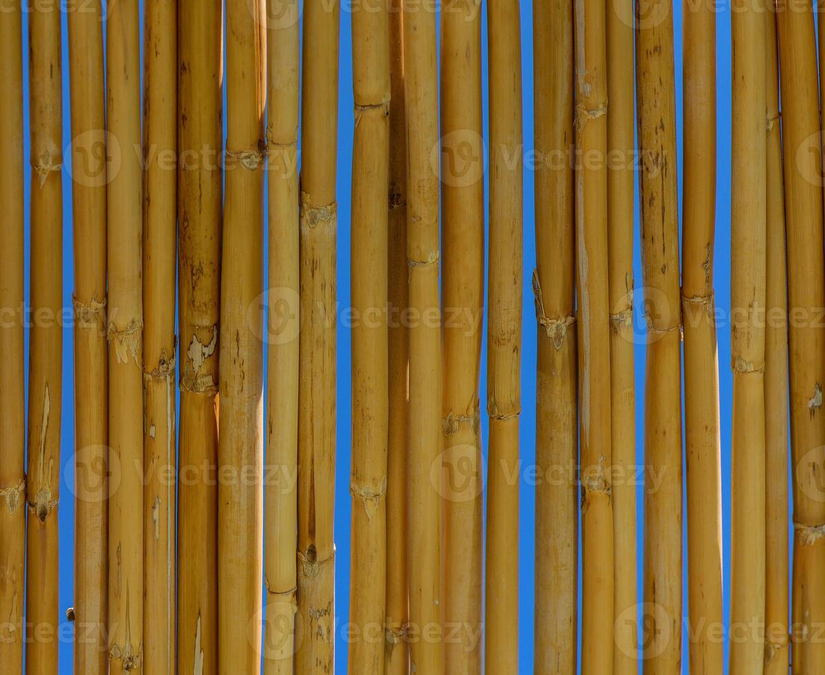 Tropical Bamboo Wall Creates a Warm, Inviting Atmosphere in a Serene Setting Under the Bright Blue Sky photo