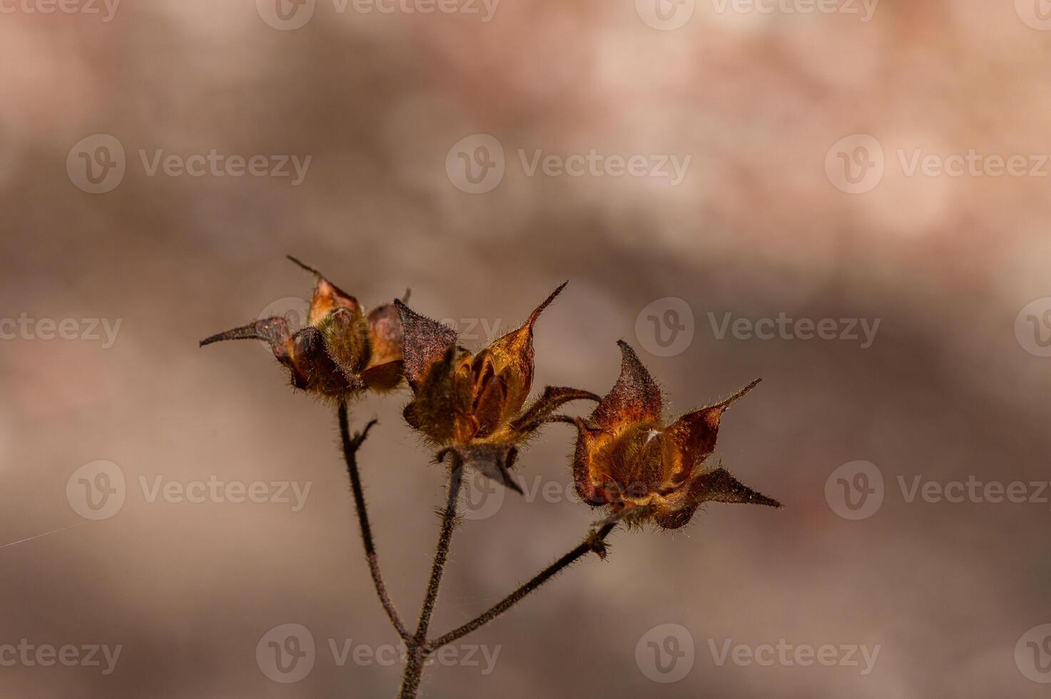 Delicate dried seed pods on a thin stem against a softly blurred background at dusk in a natural setting photo
