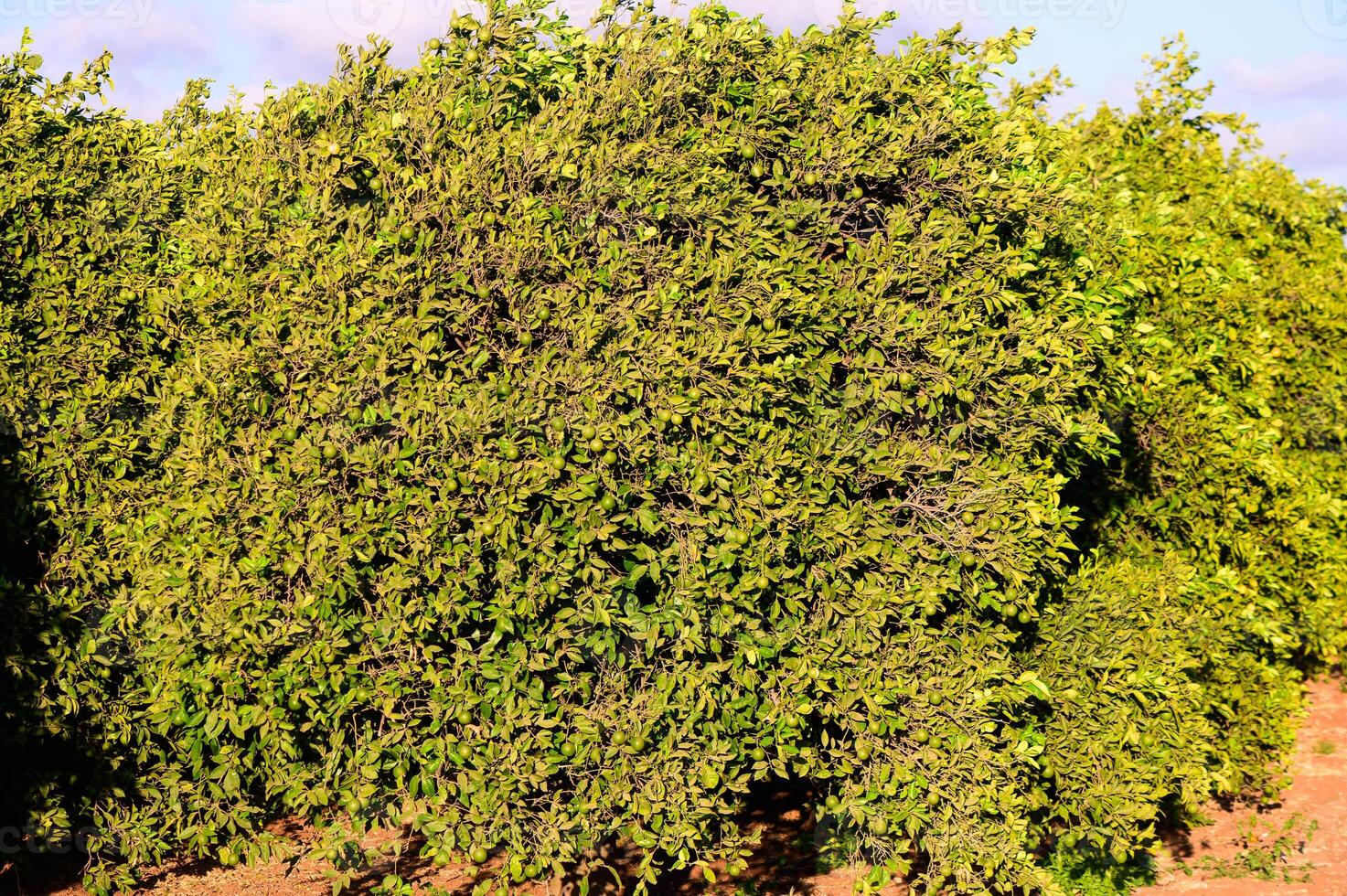 Orange garden with ripe oranges on tree branches photo