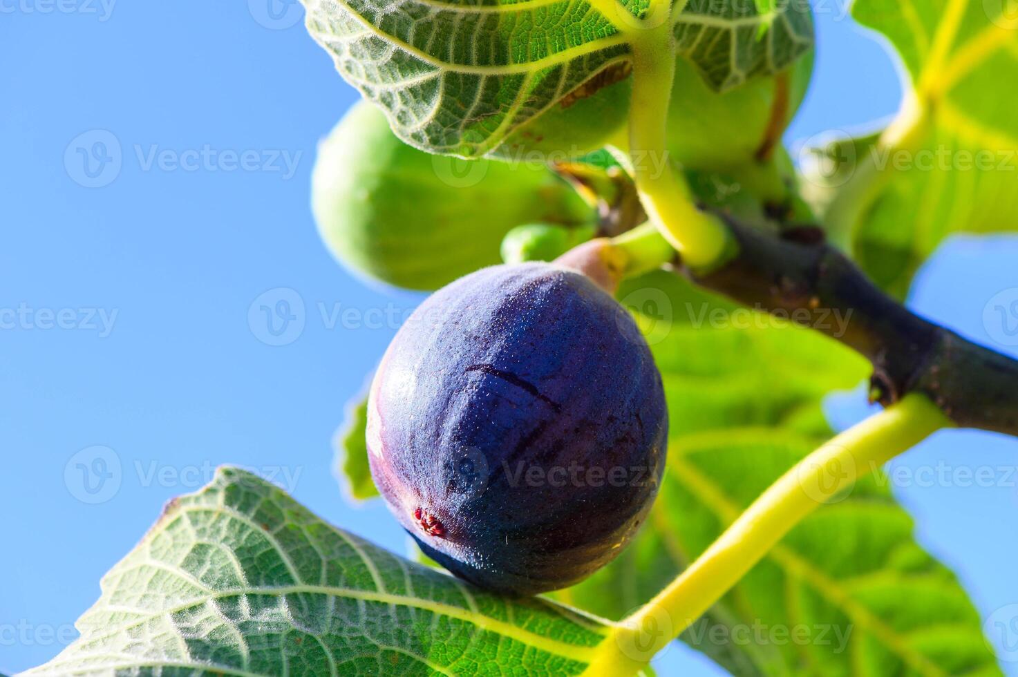 Figs on the branch of a fig tree photo