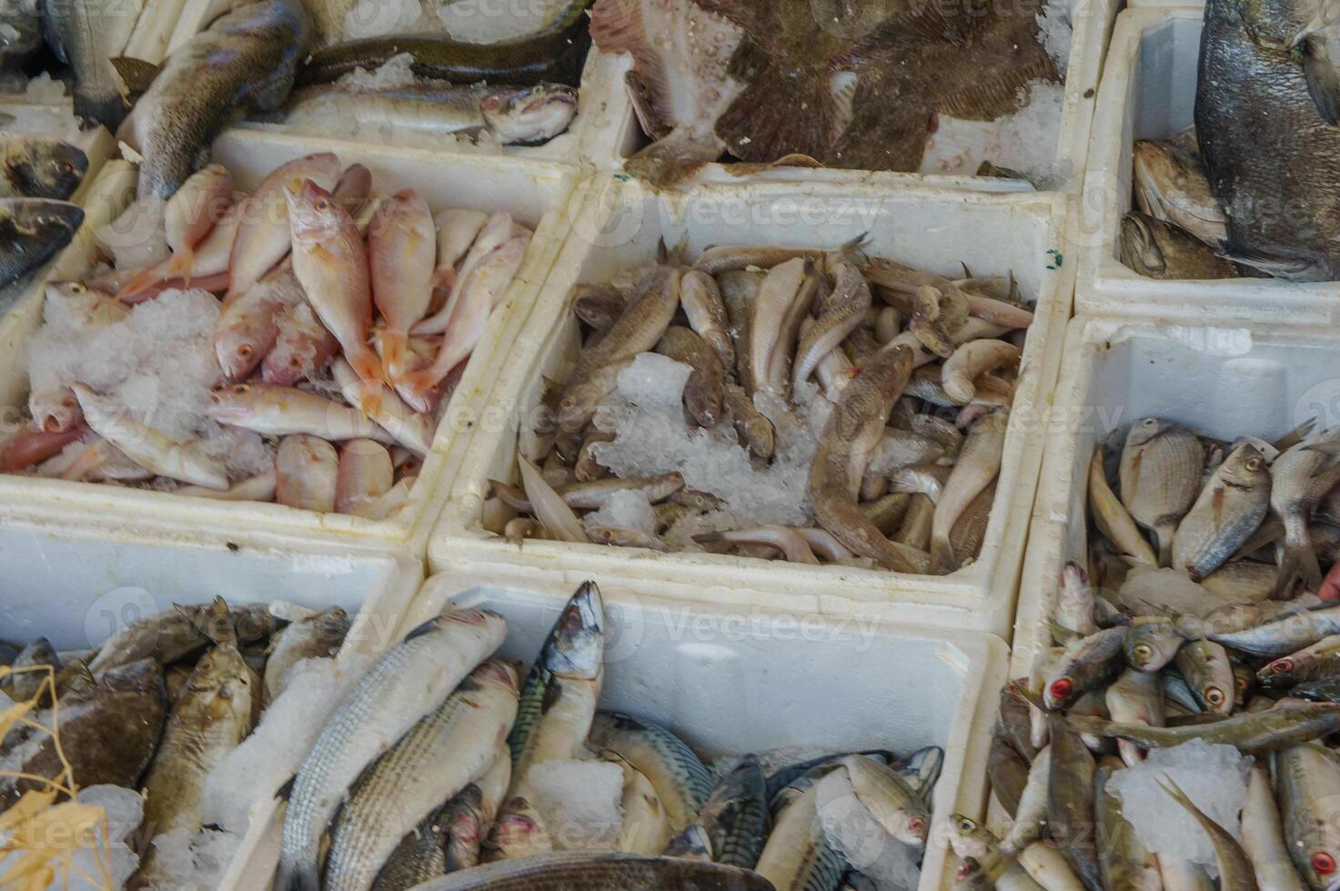 Fresh seafood display at a local market showcasing a variety of fish on ice in the afternoon photo