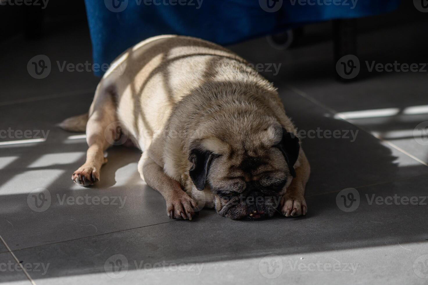 A sleepy pug rests peacefully on the warm floor, basking in sunlight filtered through a window on a tranquil afternoon photo