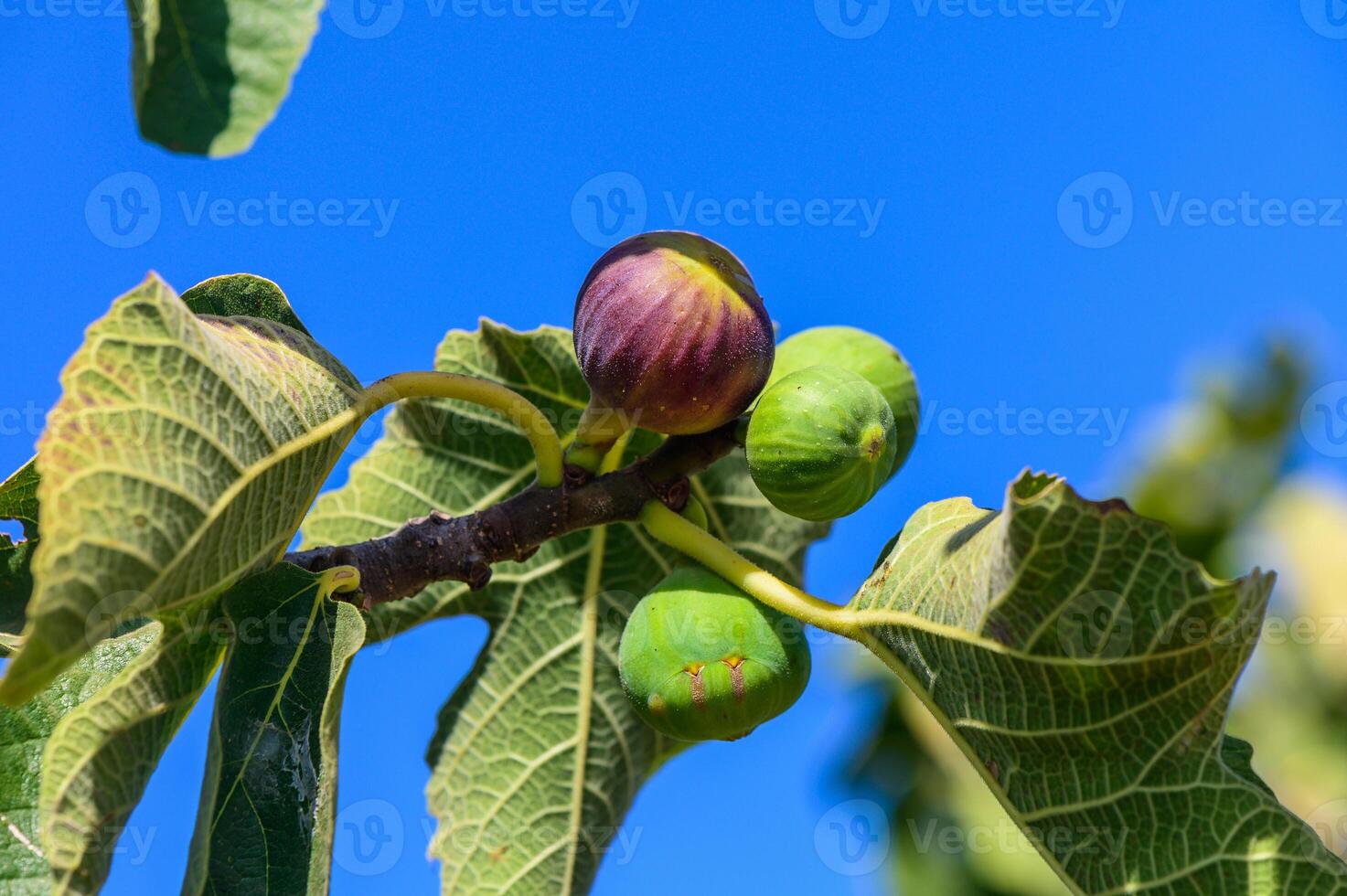 Ripening figs on a vibrant tree branch against a clear blue sky during late summer in a tranquil garden setting photo