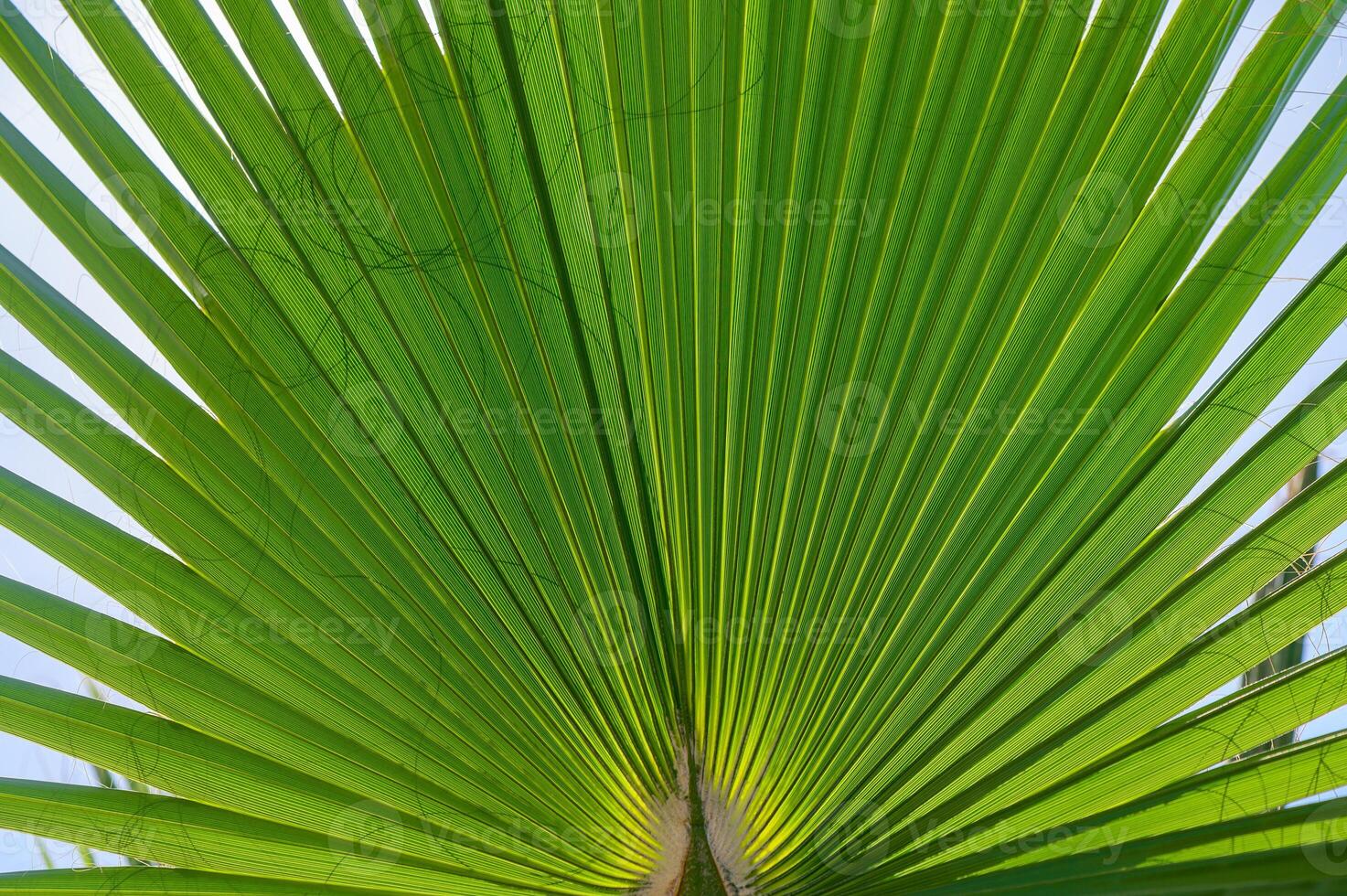 A vibrant green palm leaf stretches upwards to the blue sky, showcasing intricate patterns and textures under the warm sunlight photo