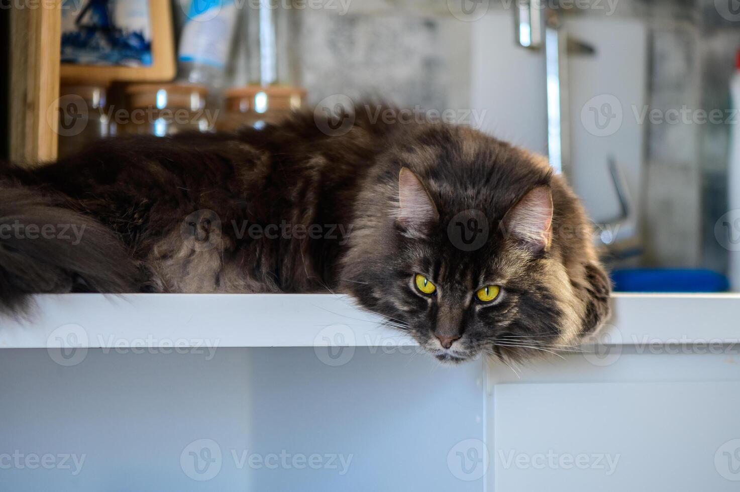 A serene feline resting on a kitchen counter, gazing thoughtfully with vibrant yellow eyes in a cozy home setting photo