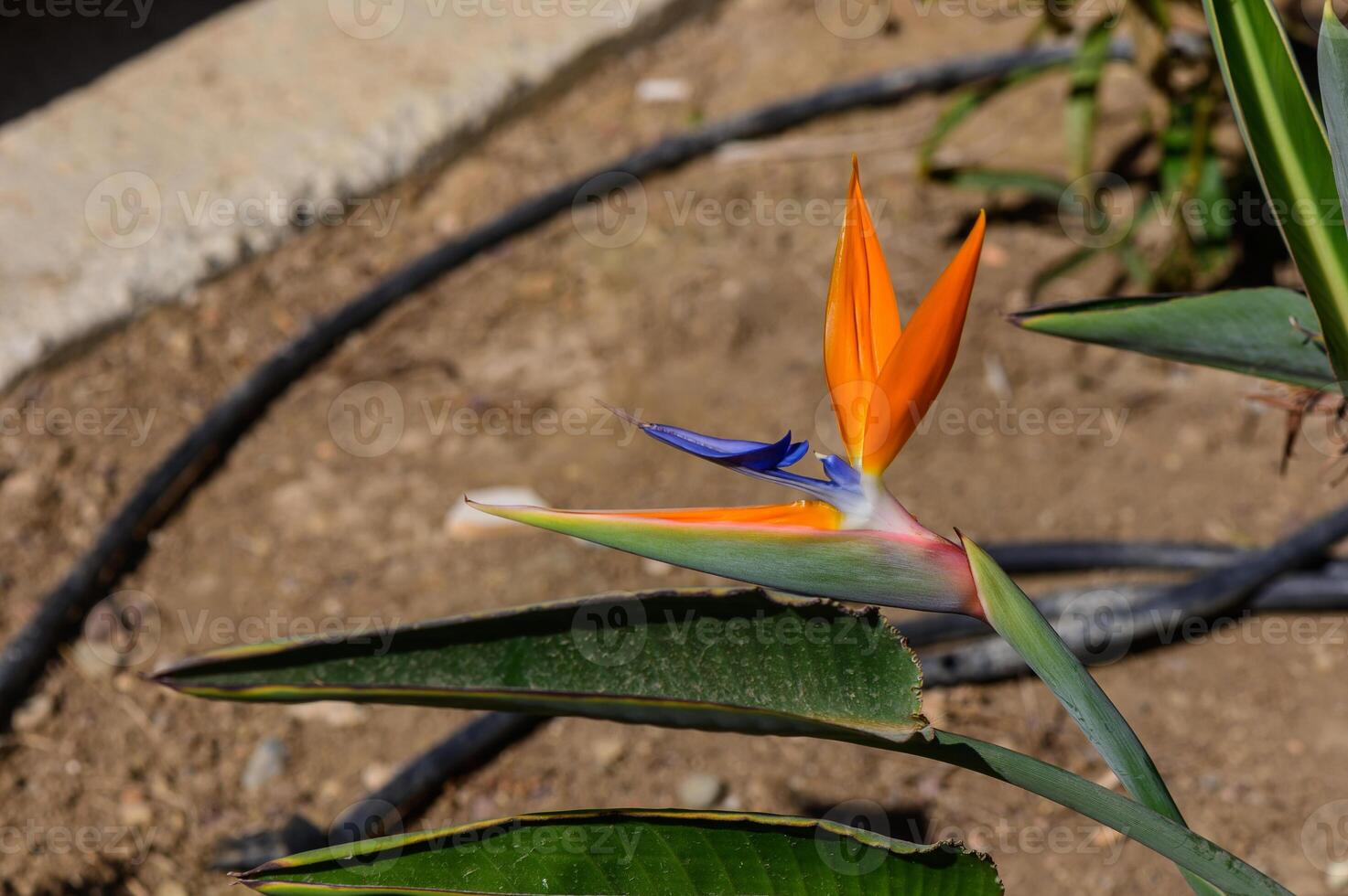 Vibrant bird of paradise flower blooms amidst earthy tones, showcasing its unique colors and shapes in a sunlit garden photo