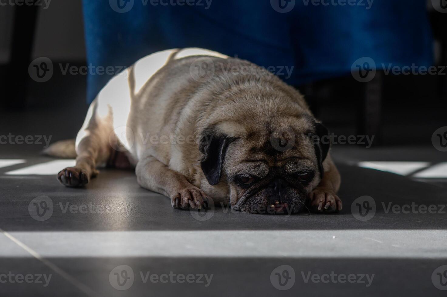 A sleepy pug enjoying warm sunlight on a cool floor during a serene afternoon at home photo