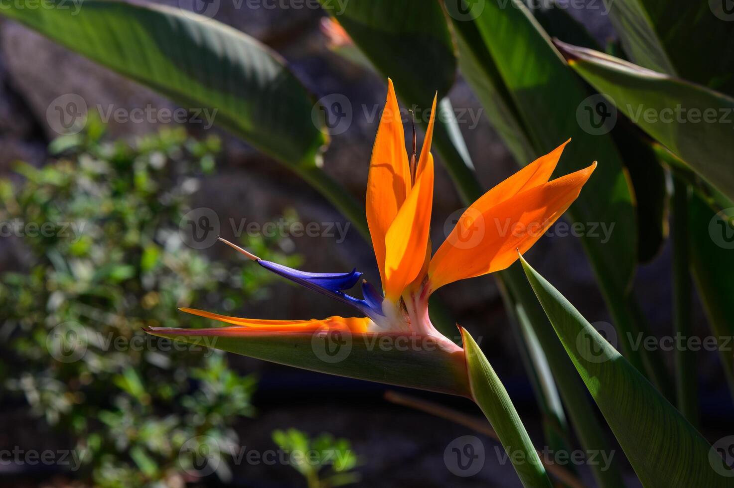 Vibrant bird of paradise flower blooms amidst lush greenery in a sunlit garden setting photo