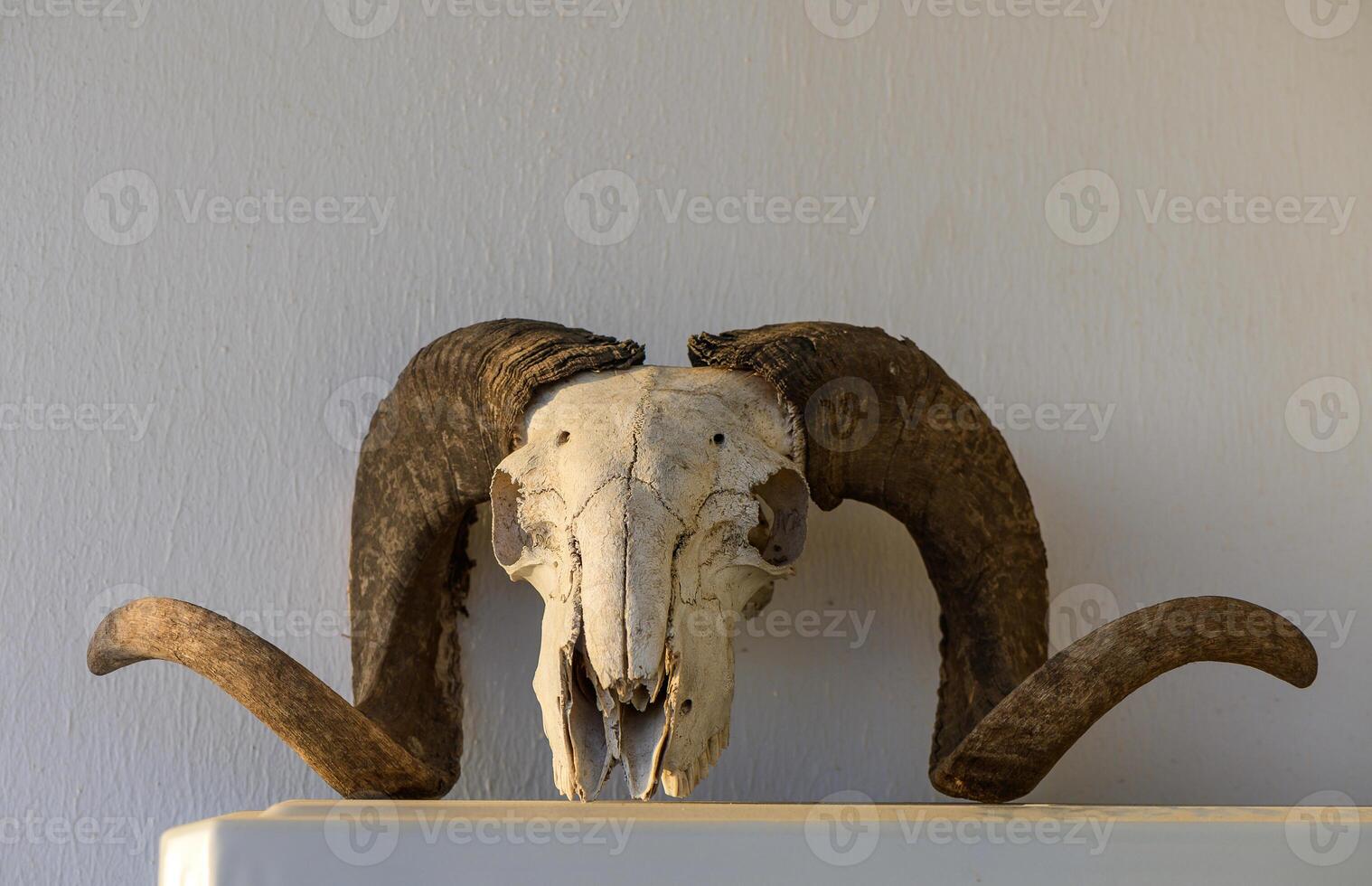 Head of a dead ram with twisted horns on a white background photo