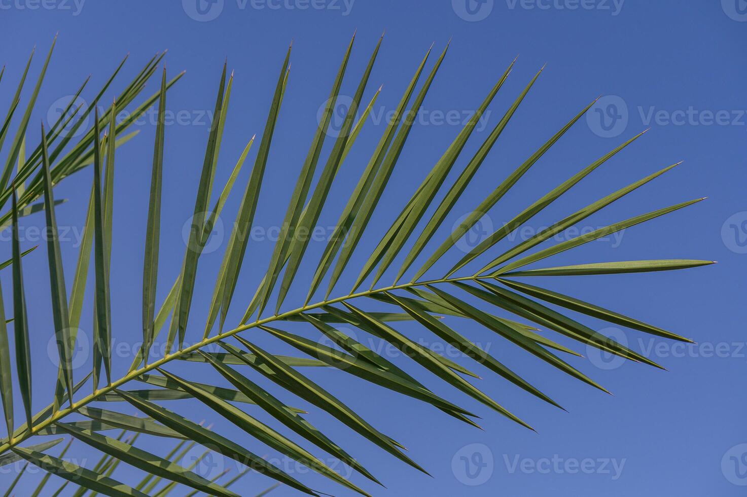 A close-up view of a vibrant palm leaf against a clear blue sky showcasing the beauty of tropical vegetation in a sunny environment photo