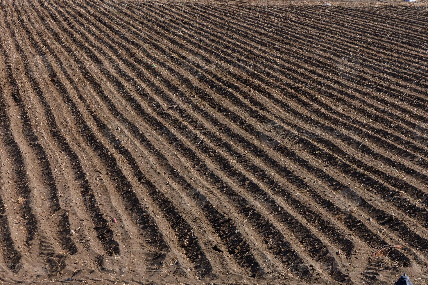 Rolling Patterns of Freshly Plowed Earth Stretch Across the Field Under a Bright Sun in a Rural Landscape photo