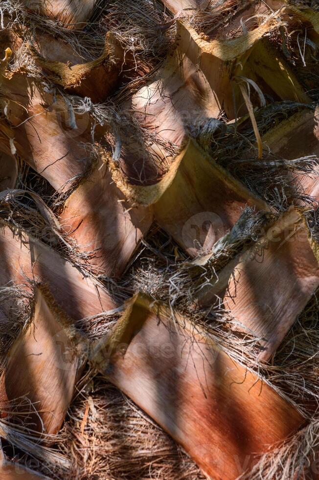 Natural patterns of dried palm fronds basking in golden sunlight on a tropical forest floor photo
